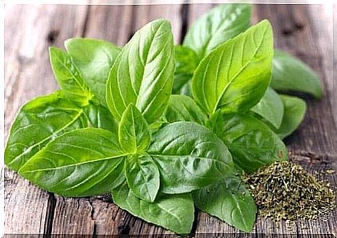 Basil on the list of natural remedies for tinnitus 