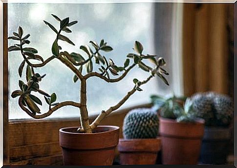 7 benefits of indoor plants