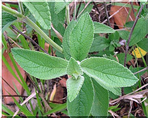 Sage for the bad smell of the feet