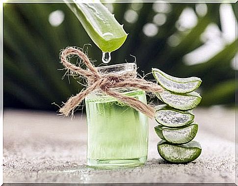 The aloe vera plant fights dark circles