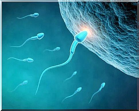 Diet influences sperm quality