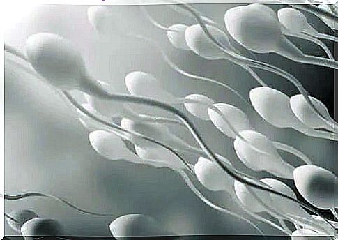 Sperm swimming