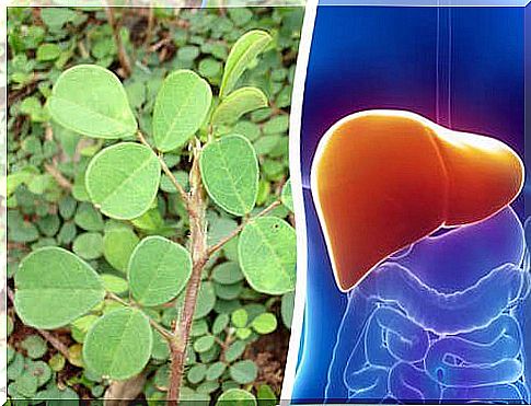 Restore the liver with this plant