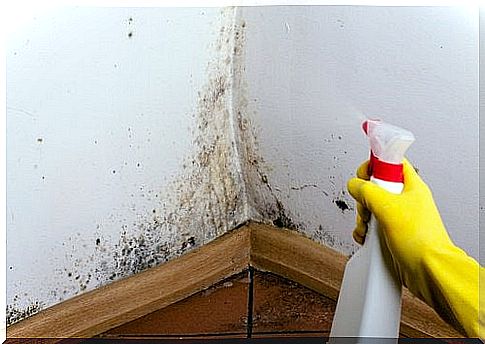 The best tricks to remove mold