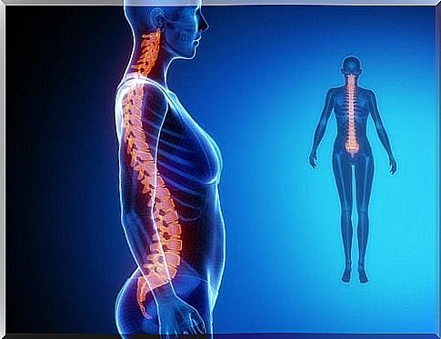 The spine and internal organs influence the health of the body