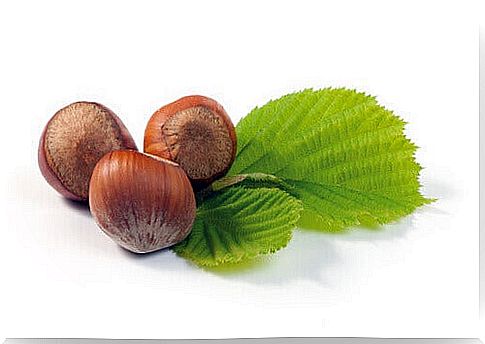 Hazelnut leaves treat varicose veins